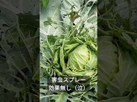 灰色のキャベツのアブラムシは有害ですか?すぐに駆除できますか?  庭園