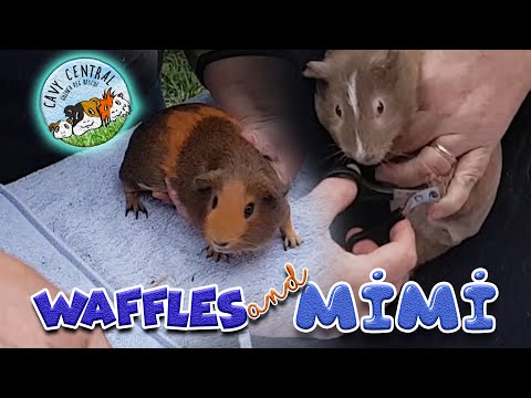 How to tell if your guinea pig is healthy with Cavy...