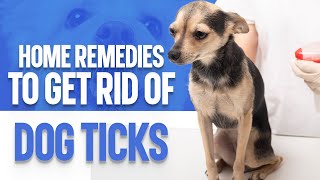 Home Remedies To Get Rid Of Dog Ticks