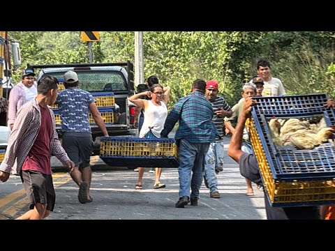 Así fue la rapiña de pollos en Puente Nacional 