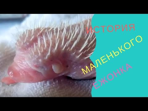 История маленького ежонка. Забавные животные