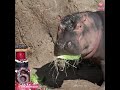 Cincinnati Zoo's beloved hippo Fiona celebrates 6th birthday with cake