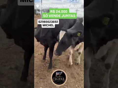 Vaca leiteira em Piracanjuba GO 62985623692 #gado #fazenda #girolando