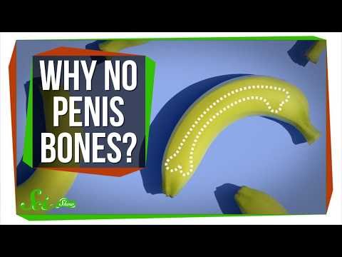 structura masculina a penisului tot felul de atașamente ale penisului