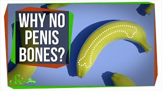 Why Don’t Humans Have Penis Bones?