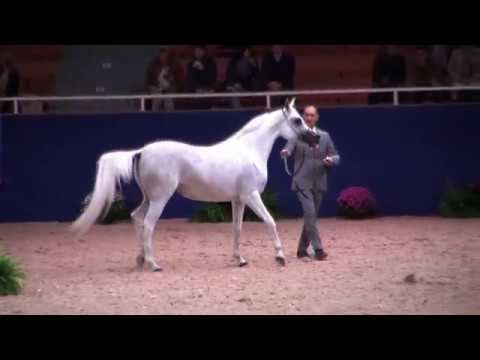 Memories of Aachen 2019 - All Nations Cup - Part 6 - Class 8 - Mares, 7-10 Years old