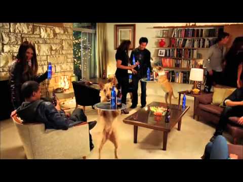 犬にスパをやらせた男を、国はヒーローと呼んだ / BUD LIGHT「DOGGY DAY SPA OPERATOR」