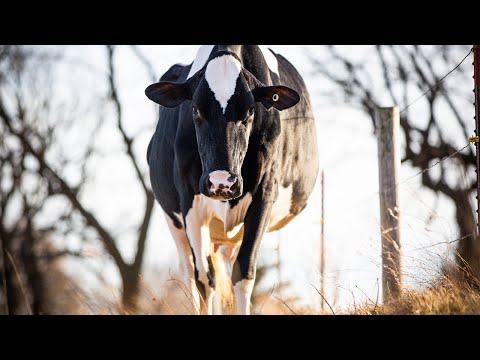 Midwest Fall National Holstein Show 2020