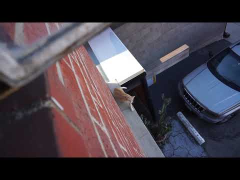 11 15 21 Chester's Morning Walk Part 1