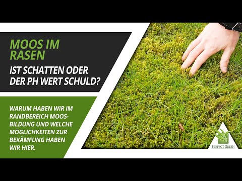 🌱 Moos im Rasen! Ist der pH Wert das Problem? Wie sieht die Lösung aus? 🌱