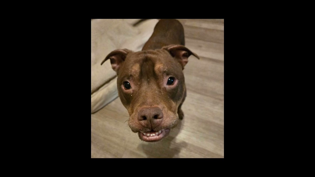 Enlarge Brownie, a Adoptable mixed breed in Greensburg, PA video 6/6