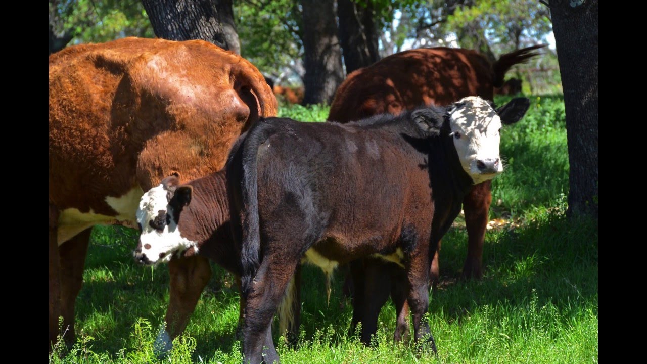 Texas Hill Country Wildflowers  2016