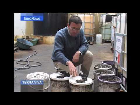 Terra Viva Recycling Button Batteries - Montilla, Córdoba