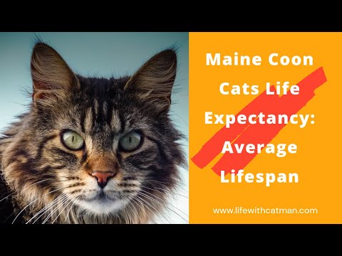 Maine Coon Cats Life Expectancy: Average Lifespan