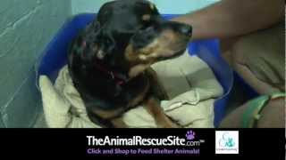 Help Pets Affected by Hurricane Sandy at The Animal Rescue Site