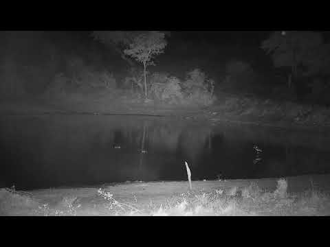 Djuma: Second Hippo arrives in the dam - 00:46 - 10/30/21
