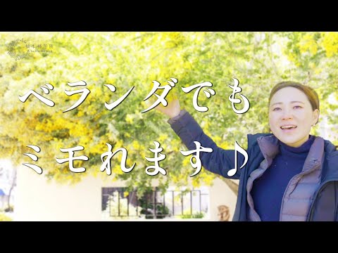 園芸 ベイリーズ ミモザ、クータマンドラ アカシア