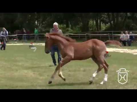 For Pleasure - Lasino - Carthago Holsteiner Foal