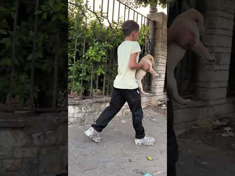 Egyptian kids are holding little puppies while the mother dog follows them.” #dog #video #shortvideo