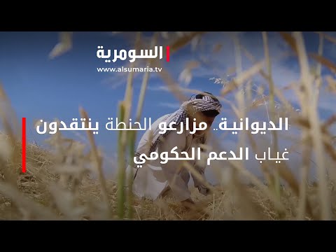شاهد بالفيديو.. الديوانية.. مزارعو الحنطة ينتقدون غياب الدعم الحكومي‎‎