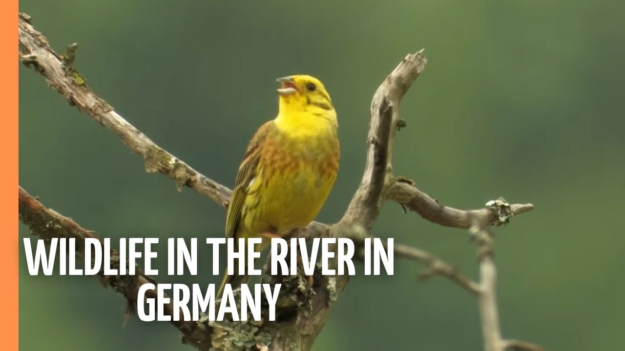 Biodiverse Wildlife in the former Dirtiest River in Germany