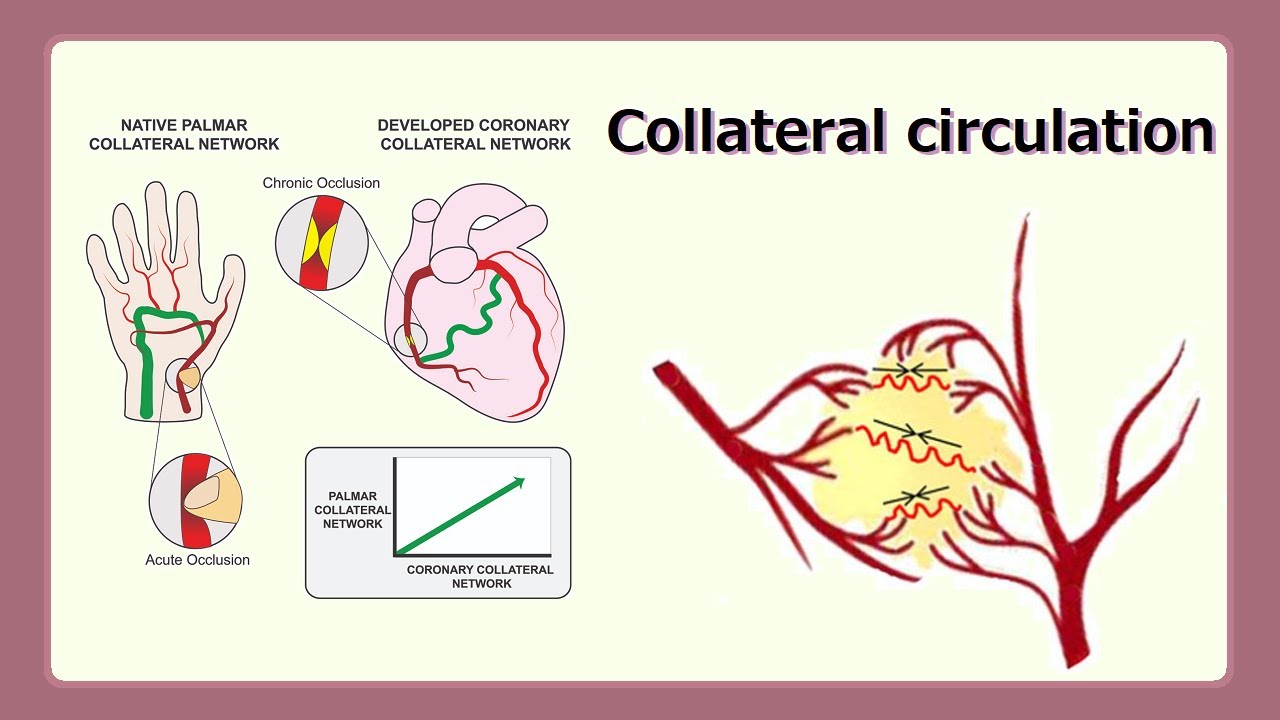 What is collateral circulation and why is it important? Archive REF