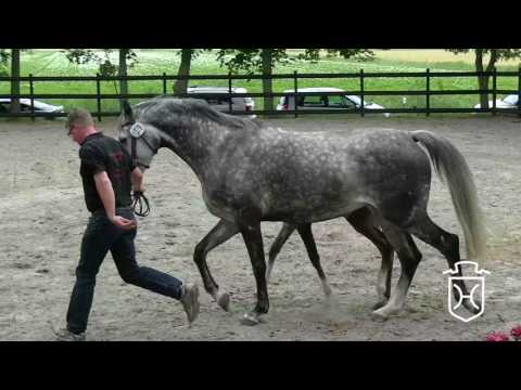 HEI279 Hengstfohlen von Million Dollar - Clinton I - Concerto II