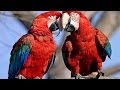 Parrots Majestic Birds Nature Documentary