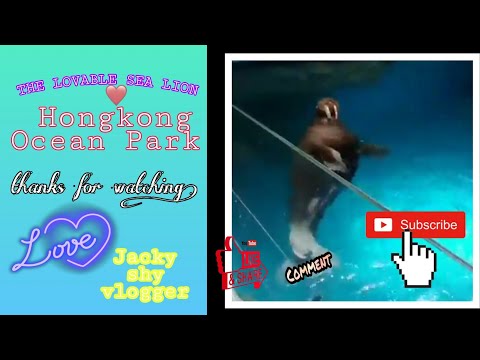 THE LOVABLE SEA LION * HONGKONG OCEAN PARK*