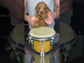 Puppy Drums #shorts - Brodie That Dood Puppy Drums #shorts