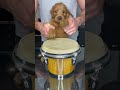 Puppy Drums #shorts