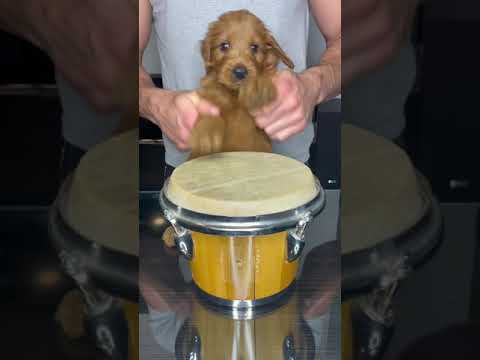 Puppy Drums 