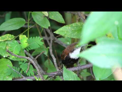 Black-bellied Wren