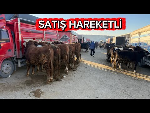 KIRIKKALE ANIMAL MARKET, DECEMBER 30