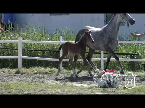 NF319 Stutfohlen von Adagio de Talma - H-Ekwador - Dream of Glory