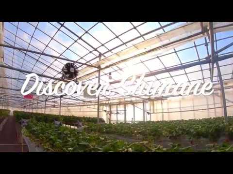 Wander the Rows Handpicking Fresh Strawberries