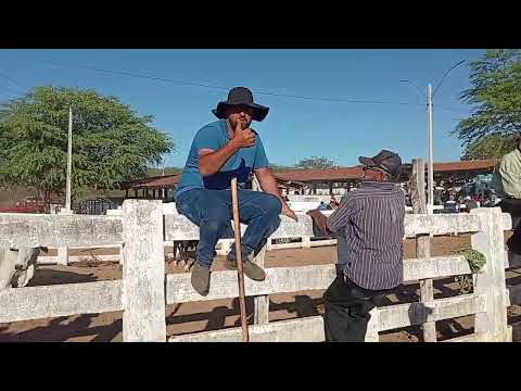 Feira de Gado de Sumé PB 14/09/2026