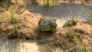 Bullfrog Dad Protects His Tadpoles