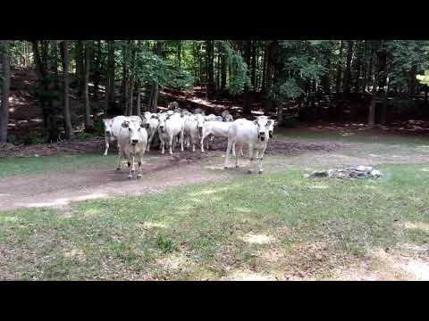 Bardineto(SV) emozioni in natura,estate 2018.(1)