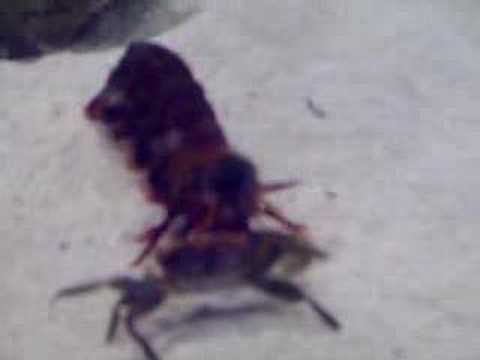 Peacock Mantis Shrimp Eating a Fiddler Crab Round 2