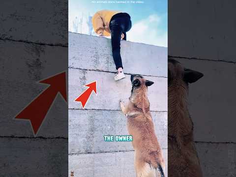 This dog is very intelligent#funnyshorts #pets #cute #love