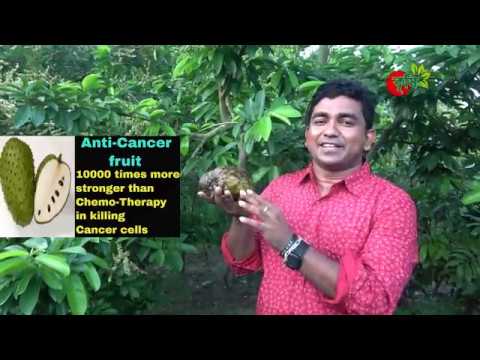 করোসল(corossol/graviola)- ক্যান্সার কেমোথেরাপি থেকে ১০ হাজার গুণ কার্যকরি?