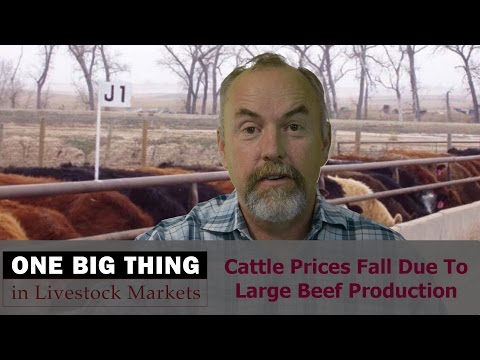 Cattle Prices Fall Due To Large Beef Production