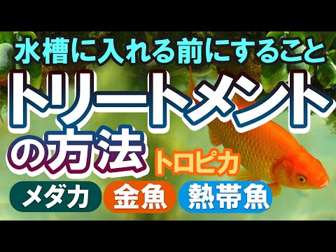 ニグリタ・ニグリタについて詳しく解説
