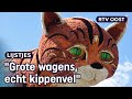 300.000 bloemen per wagen: kijk hier hoogtepunten van bloemencorso’s | RTV Oost