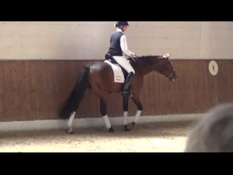 HERBSTKÖNIG von Interconti / Timber / Caanitz