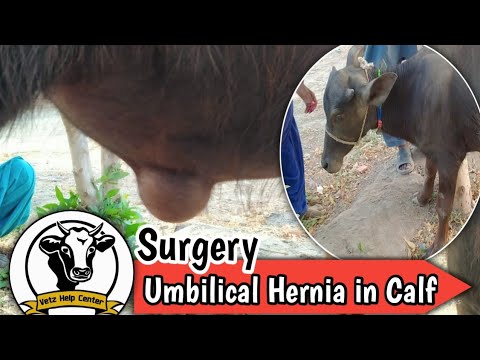 , title : 'Surgical Repair of Umbilical Hernia in Calf | Herniorrhaphy'