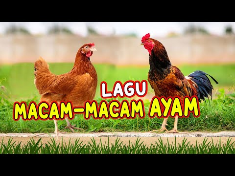 , title : 'LAGU MACAM-MACAM AYAM I AYAM ALE'