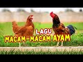 LAGU MACAM MACAM AYAM I AYAM ALE