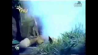 [金光] 史豔文跟黑白郎君打過嘛？